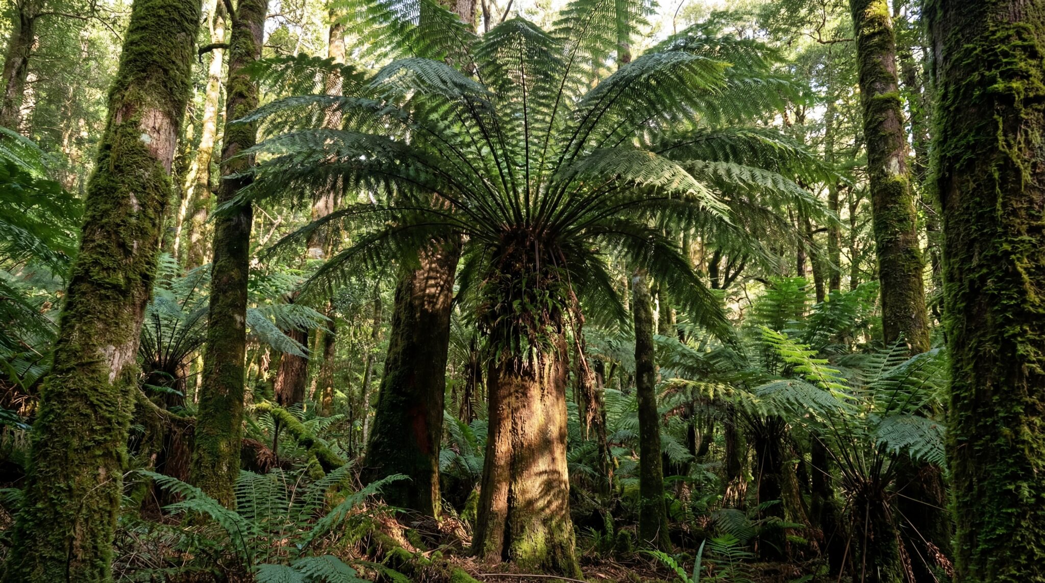Fougère arborescente